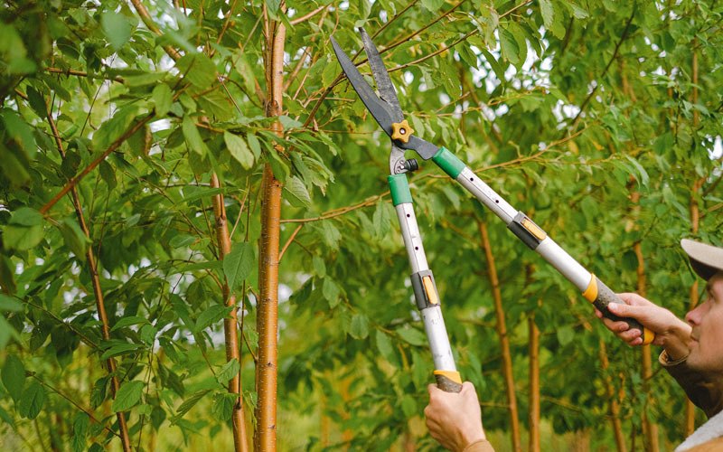 Tree trimming in Tuckahoe, NY